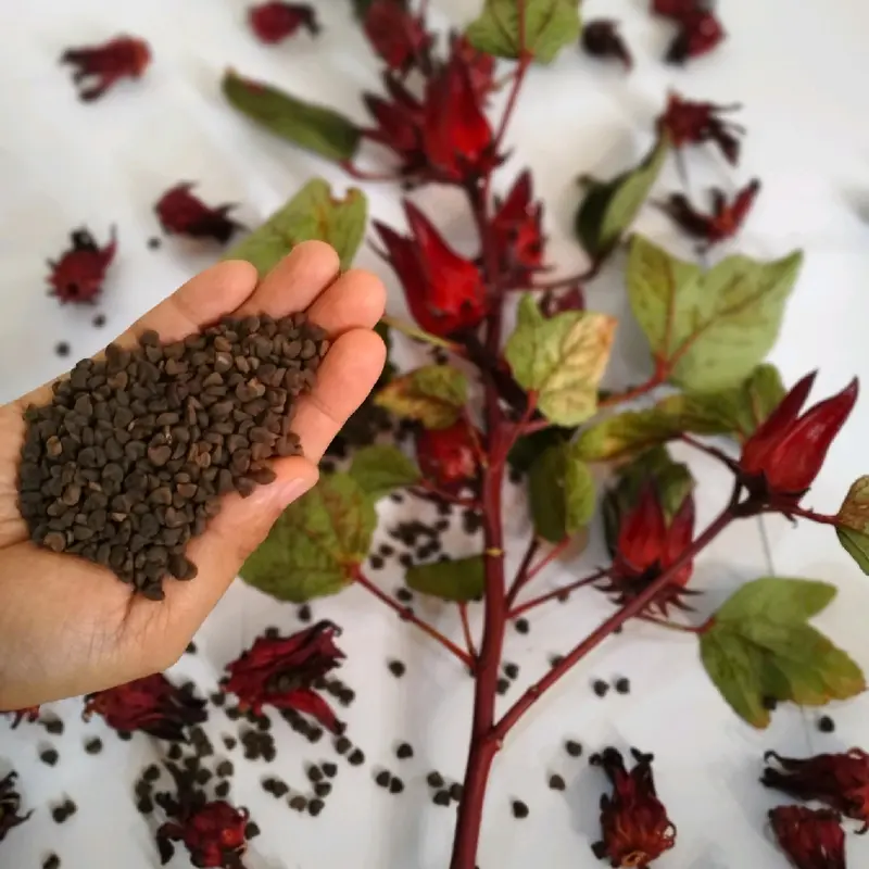 Benih Rosella Merah 50 butir siap tanam 3