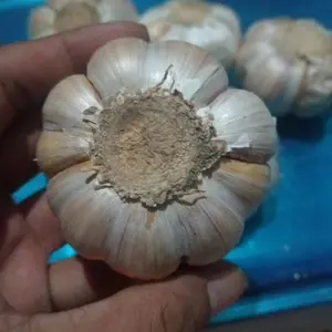 Bawang Putih Import 500 gram pilihan dengan kualitas terbaik