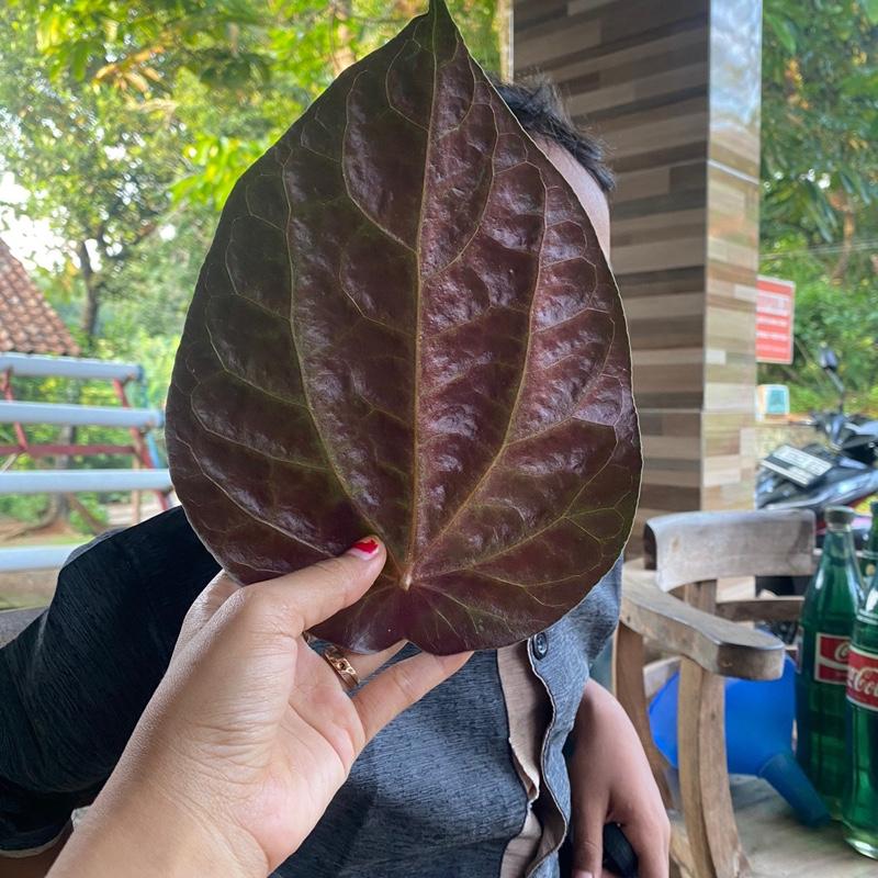 Daun Suruh atau Sirih Merah Wanita 20 Lembar Berkualitas Tinggi untuk Kesehatan Mulut