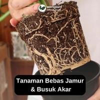 Gambar Workplant - Fungi Powder Fungisida Serbuk Anti Jamur & Anti Busuk Akar Untuk Semua Jenis Tanaman Hias dari workplant official Kota Surabaya 3 Tokopedia