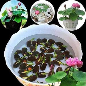 Semillas de Nenufar 5 Variedades 100 Granos por Variedad Purifica Agua Fácil Cultivo Floración Rápida para Jardines Acuáticos Estanques y Balcones