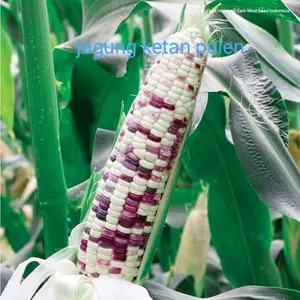 1kg Jagung ketan pulen rasa manis ngambang Kentang