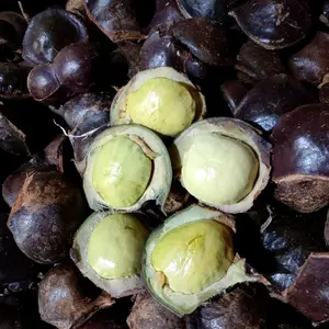 jengkol muda lalap masih kulitan berat 500 gram/1kg sudah full sortir