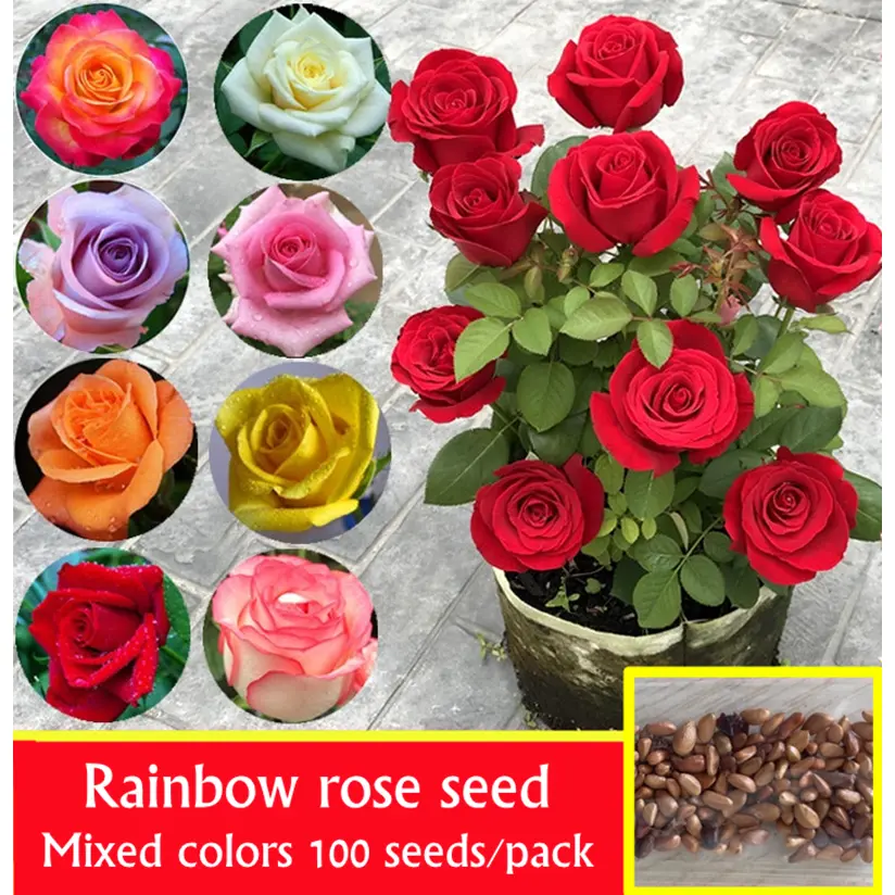 100 Seeds/pack Rainbow Rose Seed for Sale Assorted Flower Seeds for Planting Flowers Flowering Plants Seeds Bonsai Seeds for Garden & Home Decor Ornamental Plants Indoor Plants Flowers Decoration Seedlings Flower Vegetable Seeds Live Plants for Sale