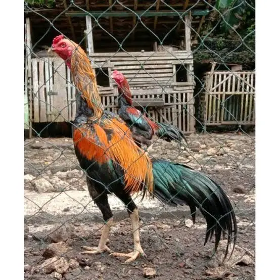 jaring pagar ayam ukuran 1.5m x 100meter lubang 4inc 6