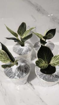 Product Review of Philodendron 'Birkin' Plant  (Not Seed) for Indoor and Outdoor Plant includes plastic pot and garden soil from D**a 0