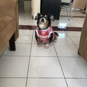 Baju kucing anjing kelinci monyet cewek cowok lucu murah - Baju Bukipet Meowy Natal