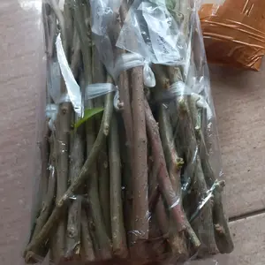 BATANG STEK BOUGENVILLE PAKET 40 BATANG MIX 8 ID