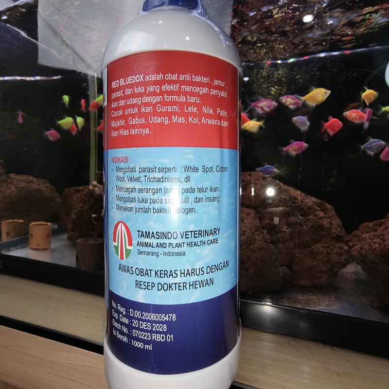 RED BLUEDOX FIRST HAND OBAT KUTU JAMUR PARASIT BAKTERI LUKA AEROMONAS WHITE SPOT WHITESPOT SIRIP RUSAK ICHTHYOPHTHIRIUS SEGALA JENIS IKAN AIR TAWAR ORI 2