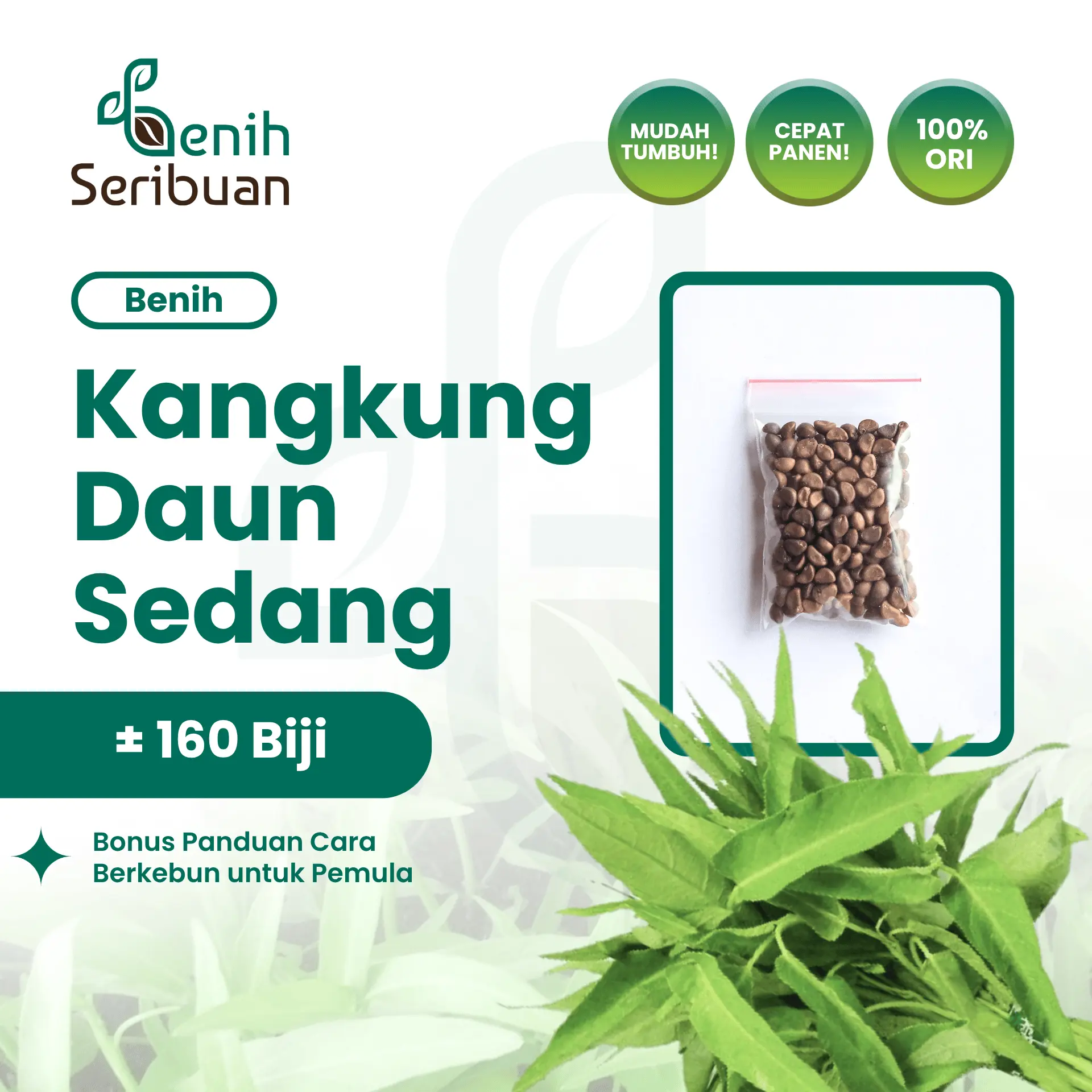 Benih Kangkung Daun Sedang Unggul Benih Tanaman Sayuran Daun Lebat