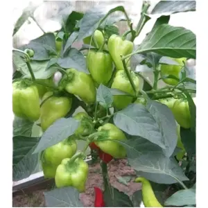 Benih Cabe Super Pedas Gendot/Biji Hitam ( 10 Butir )