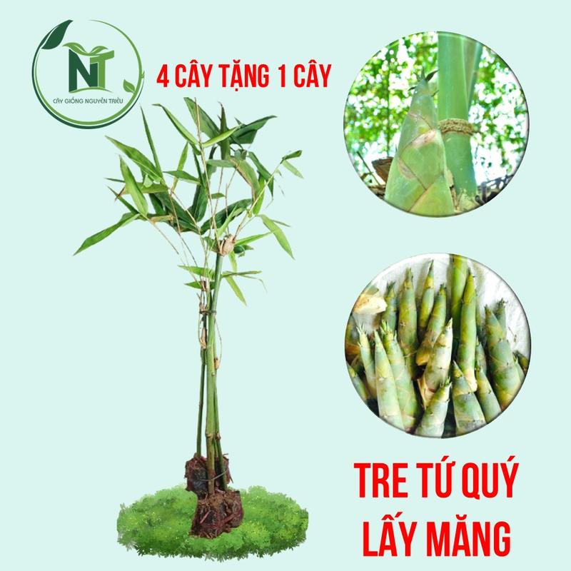 [2 Cây] Combo 2 Cây Giống Tre Tứ Quý Lấy Măng - Măng Quanh Năm giốngcây măngtretứquý