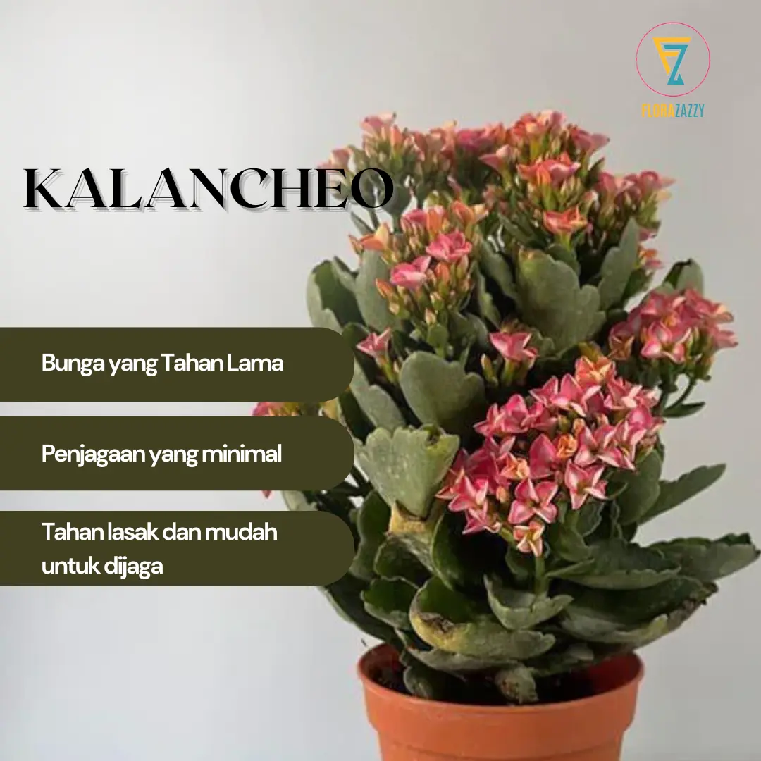 FLORAZAZZY Pokok Bunga Kalanchoe Mini Pokok Bunga Indoor & Tahan Lasak Untuk Hiasan Dalaman