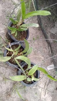 Product Review of RIEKE ARTIFICIAL PLANT ANGREK CATTY 6 PCS - KUALITAS TERJAMIN ESTETIK from u** a**l 0
