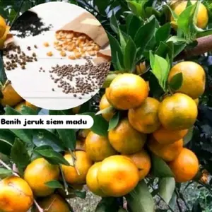 pot atau benih tanaman jeruk manis berbuah