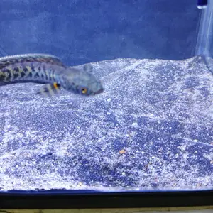 Pasir Hias Untuk Aquarium Kemasan 500 Gram & 1 Kg Pasir Media Tanam Aquascape Pasir Malang Pasir Bali Pasir Tiasand Pasir Silika Pasir Moza Pasir Yamaya Pasir Taiwan