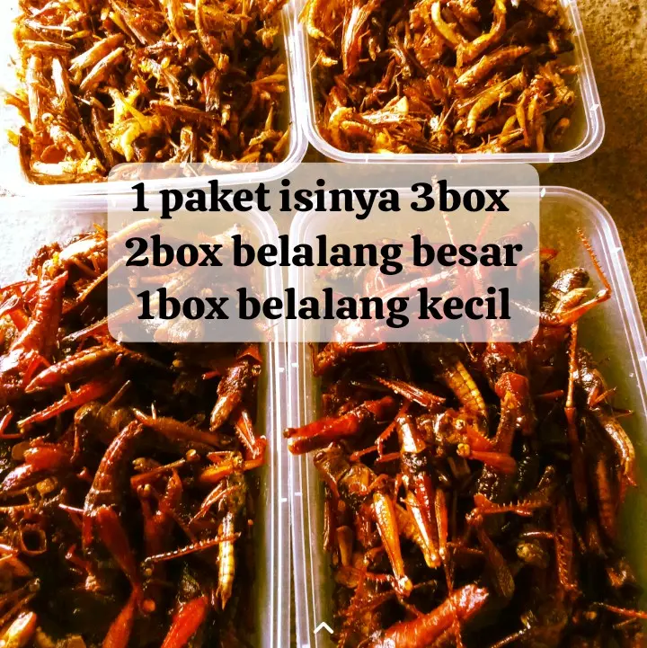2box belalangKAYU/ besar+ 1box belalang kecil