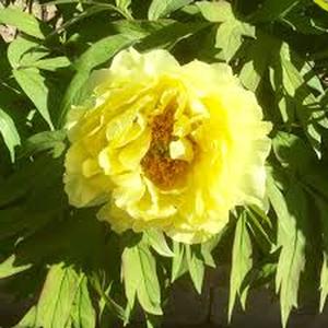 100 piezas Peonía Huangtai Tuojin (Base Amarilla con Dorado Resaltante) Joyería Hortícola de Estilo Digno Pétalos Amarillos con Núcleo Dorado Brillante Ideal para Jardín Decorativo y Arreglos de Patio