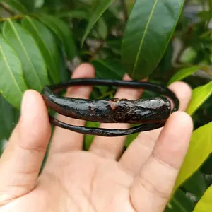 Gelang Akar Bahar Hitam natural size Kantoran
