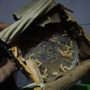maggot fresh super / 100% organik