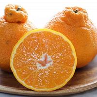 Gambar Jeruk Dekopon Seedless  / Papagan / Chun Jian / Sumo Gift Box Spesial Imlek dari RAJA ALPUKAT Kota Administrasi Jakarta Timur 3 Tokopedia