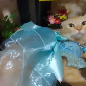 Baju Kucing Bahan Brukat Pastel Series / Baju Lebaran Idul Fitri / Size S-XXL / Y Belanja Gaes!