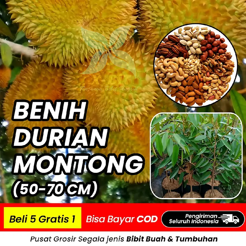 BENIH DURIAN MONTONG SUPER (BBT Siap Tanam dan Cepat Panen) pupuk  durian 2