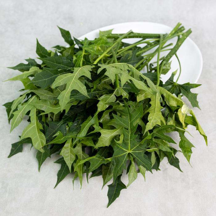 Gambar Daun Pepaya Jepang Konvensional 250 gram dari Sayurbox Kota Administrasi Jakarta Selatan Tokopedia