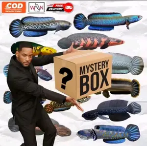 acak bok chana berkualitas +++