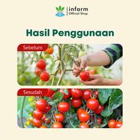Gambar INFARM - Pupuk AB Mix Hidroponik Besar Tomat 1000  Liter Unsur Makro Mikro Tanaman Sehat Tumbuh Subur Mudah Tumbuh Buah AB Mix Powder Hydroponic Infarm Premium Kualitas Tinggi Nutrisi Buah Tomat Pelebat Buah Tomat  Anti Rontok Daun Buah Bunga Anti Hama dari Infarm Kota Surabaya 5 Tokopedia