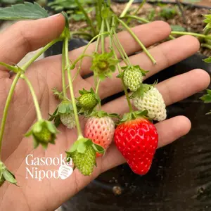 Varietas Sachinoka (Bibit Tanaman Strawberry Introduksi Jepang)