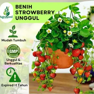 ±5 Benih  Tanaman Strawberry Termurah Bibit Unggul Cepat Tumbuh Isi Banyak
