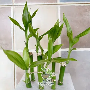 5 PCS Stek Batang Bambu Hoki Sudah Bertunas Kecil / Bambu Hoki Sri Rejeki