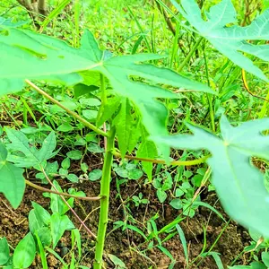 bibit pepaya kalipornia hidup dijual per bibit 3000