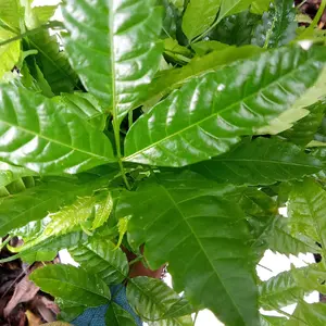 BIBIT KAYU BAWANG KAYU KUALITAS SUPER LURUS