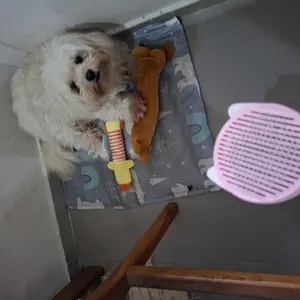 Hobilic Mainan Gigitan Anjing Berbunyi Dog Squeaky Toys Boneka Toys Plush Model Lucu Unik