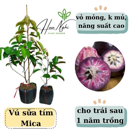 Cây giống Vú sữa tím Mica (vú sữa tím không mủ), vú sữa tím, cây vú sữa mica