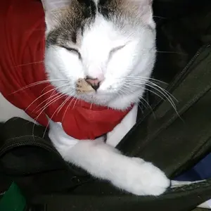 KITTYDOM Hoodie Kucing Jaket Kupluk Baju Kucing Anjing Tanpa Lengan Kitten Puppy Kelinci Monyet Baju Hoodi Hewan Plus Penutup Kepala