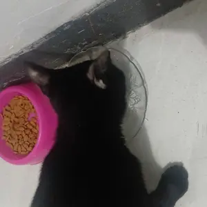Pawlace Tempat Makan Hewan Single - Mangkuk Tunggal Anjing Kecil - Mangkuk Hewan Peliharaan - Tempat Makan Single - Minum Kucing Anjing Single - Single Pet Bowl - Tempat Makan Kucing Mangkok Minum Hewan Doggy Lucu Mangkok Makan Hewan Single Pet Food Bowl