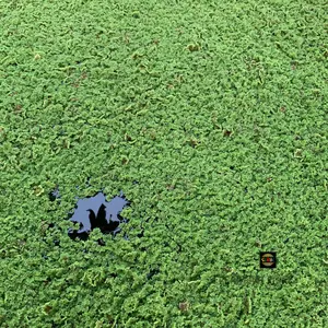 AZOLA / AZOLLA / AZOLLA SUPER 1/2KG ATAU 1KG PAKAN IKAN, UNGGAS DAN TERNAK