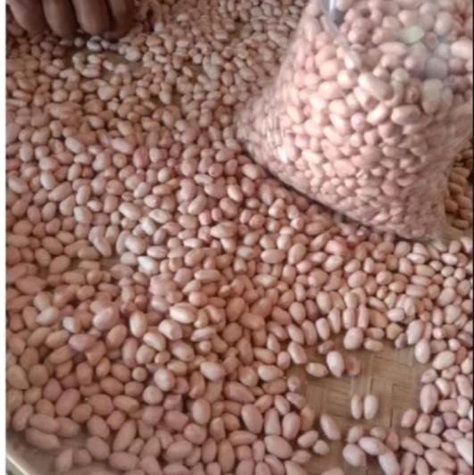 500gram bibit benih kacang tanah super//kacang tanah super cepat tumbuh Tanaman 1
