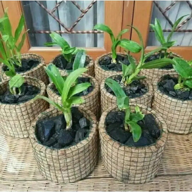 Pot anggrek serabut kelapa bulat Bunga Alami