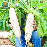 Gambar 100% Asli 300 Biji Lobak Putih Manis Organik Untuk Menanam Sayuran, Benih Labanos Hasil Tinggi, Benih Lobak Raksasa, Benih Sayuran Untuk Berkebun, Benih Tanaman Lobak Hibrida F1, Bibit Sayuran, Sayuran Dalam Ruangan, Menanam Lobak Dalam Pot - 4 packs - Seeds dari Benih Pilihan Alam Kota Administrasi Jakarta Pusat 2 Tokopedia