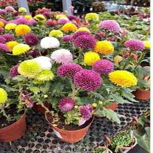 50 Granos Crisantemo Pompón Mezcla Sorpresa Colores Aleatorios para Decoración de Jardín