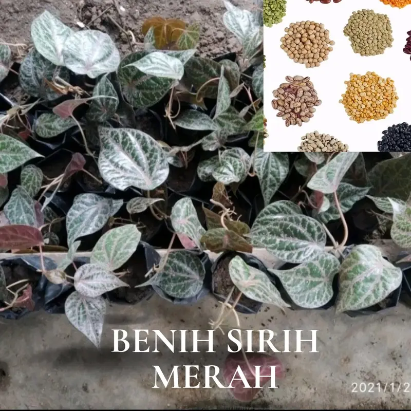 Benih Sirih Merah (Bbt Sirih Merah) 3
