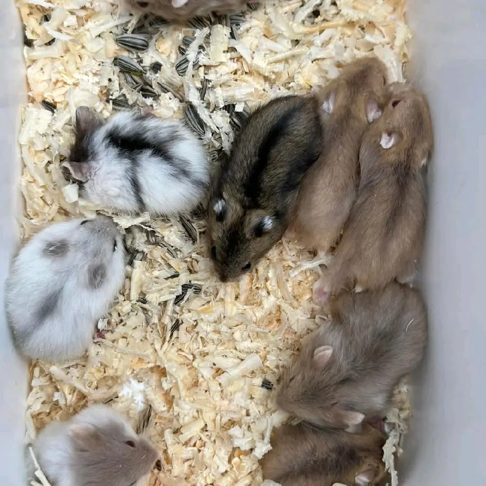 box packing hamster winter