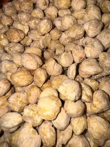 Kemiri Bulat Kiloan Bumbu Masak