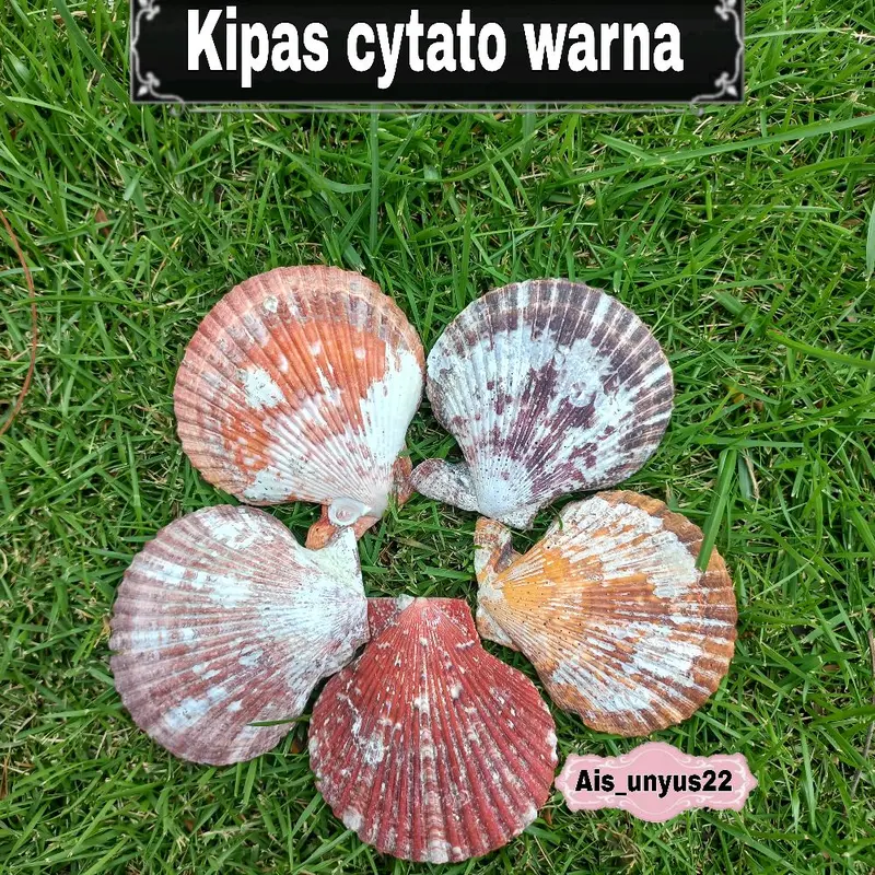 Bahan cangkang Kerang / Bahan prakarya / Bahan untuk kerajinan tangan 5