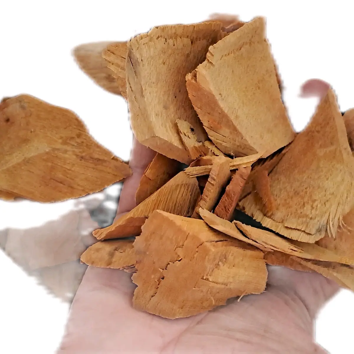 Herba Sarsi keluar Angin kesihatan
