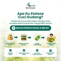 Gambar [CUCI GUDANG] Harga Spesial & Stok Terbatas - Produk Berkebun Pilihan Variasi Benih, Media Tanam & Pupuk - Cabai Ancho Pepper dari Benih Seribuan Kab. Boyolali 2 Tokopedia